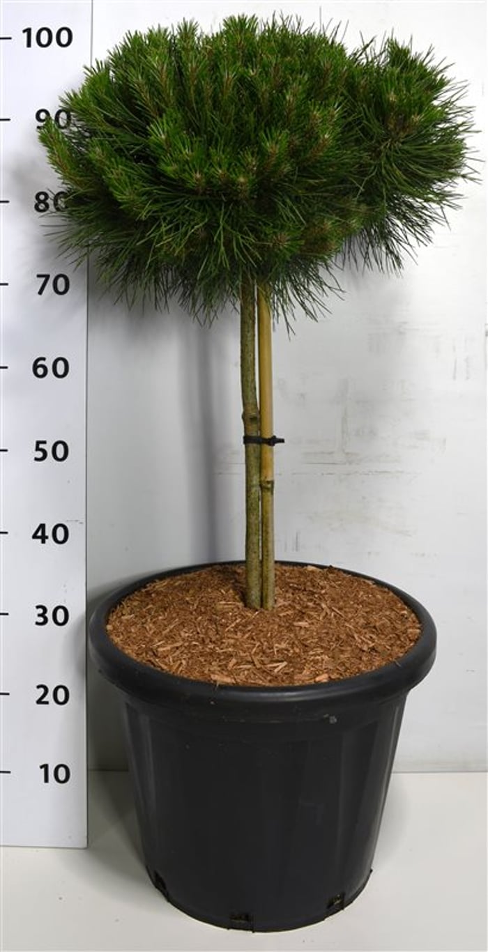 Pinus nigra Bambino - 40 CM Stem Cont.